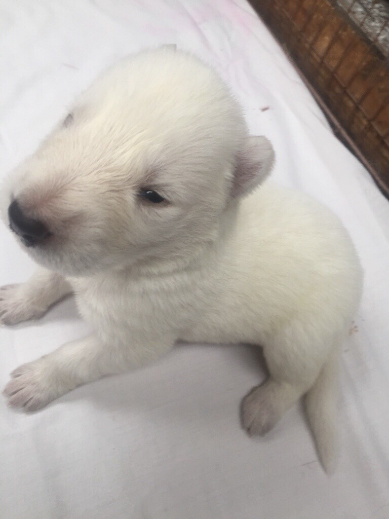 wolf puppies for sale gumtree